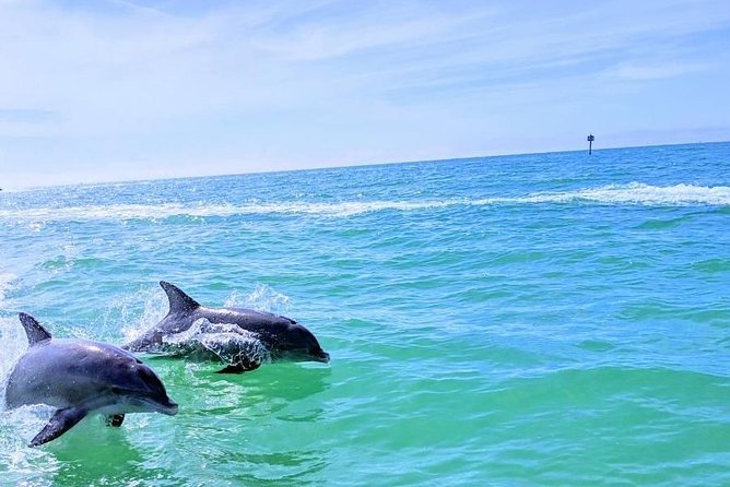 Small Group 2 Hour Dolphin Cruise with Snorkeling to Shell Key - The captain shapes the day