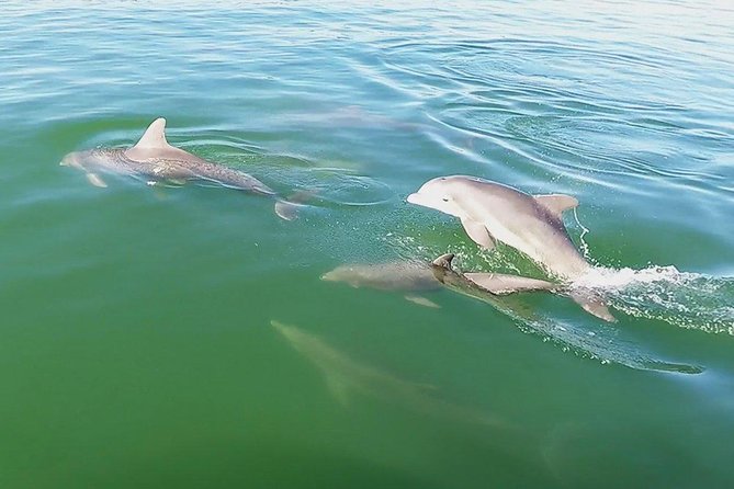 Small Group 2 Hour Dolphin Cruise with Snorkeling to Shell Key - Is the $75 price good value?