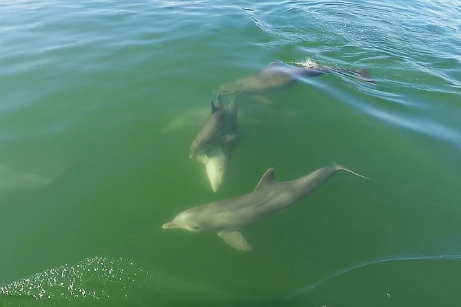 Small Group 2 Hour Dolphin Cruise with Snorkeling to Shell Key - What to bring and how to prepare