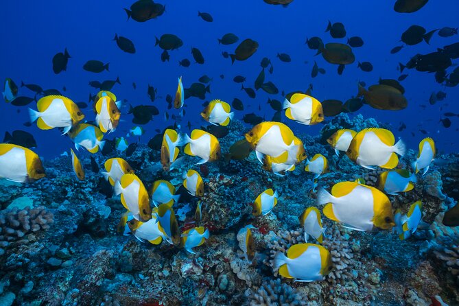 Small Group Coral Gardens Snorkel & Waterslide Adventure - Whale watching is a free bonus in winter