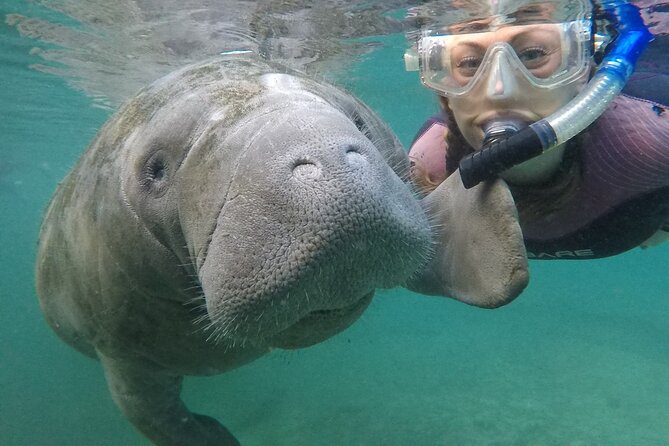Small Group Manatee Snorkel Tour with In-Water Guide and Photographer - Meeting the Manatees at Crystal River