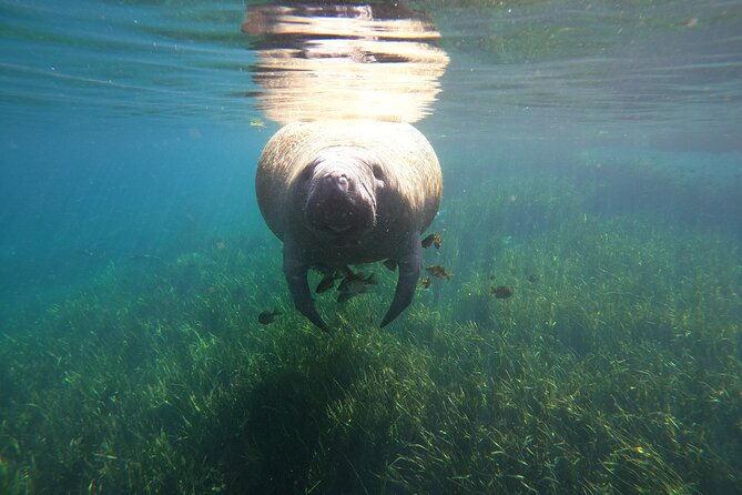 Small Group Manatee Snorkel Tour with In-Water Guide and Photographer - The Best Part: Quiet Observation in the Water
