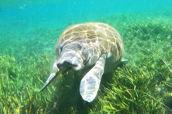 Small Group Manatee Snorkel Tour with In-Water Guide and Photographer - Families, First-Time Snorkelers, and Accessibility