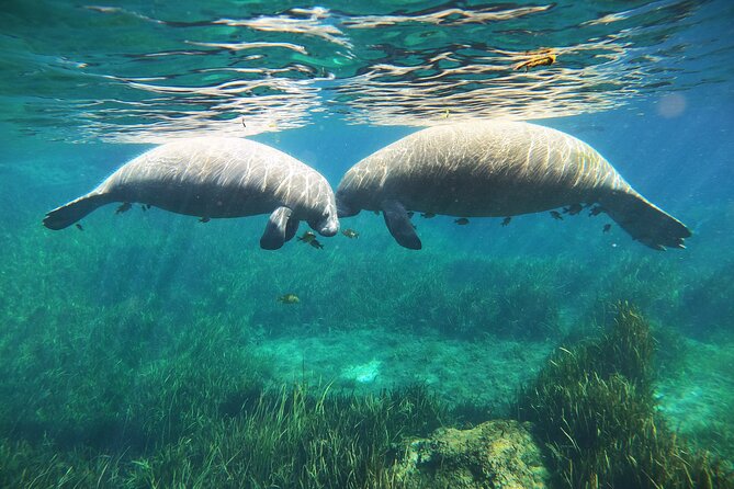 Small Group Manatee Snorkel Tour with In-Water Guide and Photographer - Timing, Weather, and Cancellation Details