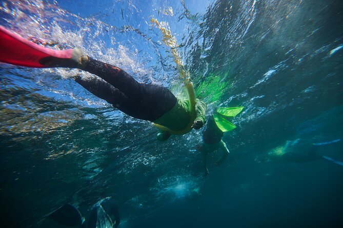 Small Group Manly Snorkel Tour and Nature Walk with Local Guide - What makes this Manly snorkel tour worth considering