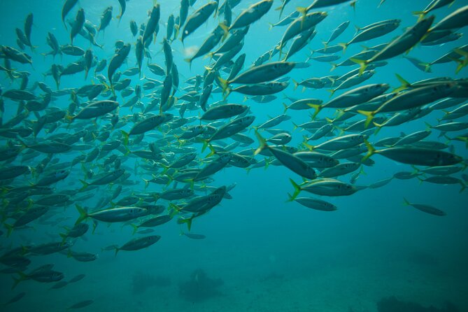 Small Group Manly Snorkel Tour and Nature Walk with Local Guide - Why the small group matters for beginners