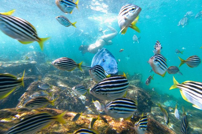 Small Group Manly Snorkel Tour and Nature Walk with Local Guide - The price makes sense if you value instruction