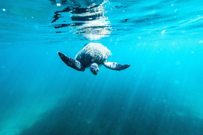 Small Group Manly Snorkel Tour and Nature Walk with Local Guide - Who will get the most from this experience