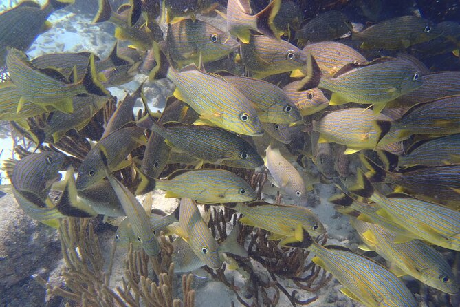 Small-Group Mesoamerican Barrier Reef Snorkeling in Puerto Morelos - Practical details before you go