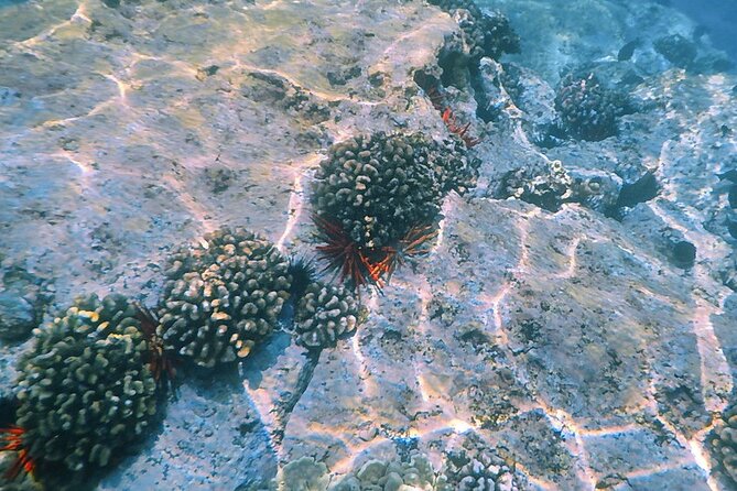 Small-Group Snorkel at Kealakekua Bay in Captain Cook, Big Island - Who will enjoy this tour most
