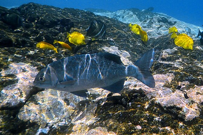 Small-Group Snorkel at Kealakekua Bay in Captain Cook, Big Island - Practical preparation for a better morning