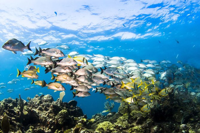 Small Group Snorkeling at Mangel Halto Aruba - Mangel Halto is about the water, not the boat