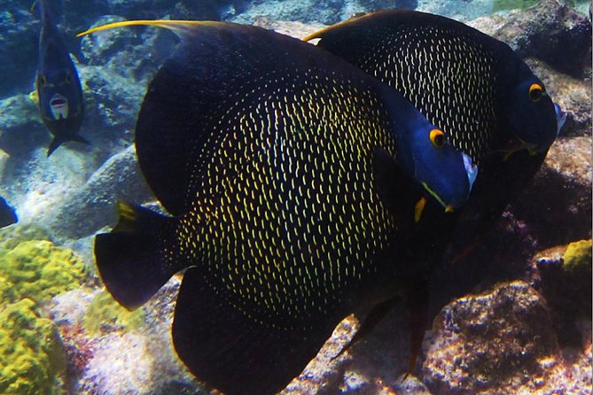 Small Group Snorkeling at Mangel Halto Aruba - Transport, timing, and the real value of $55