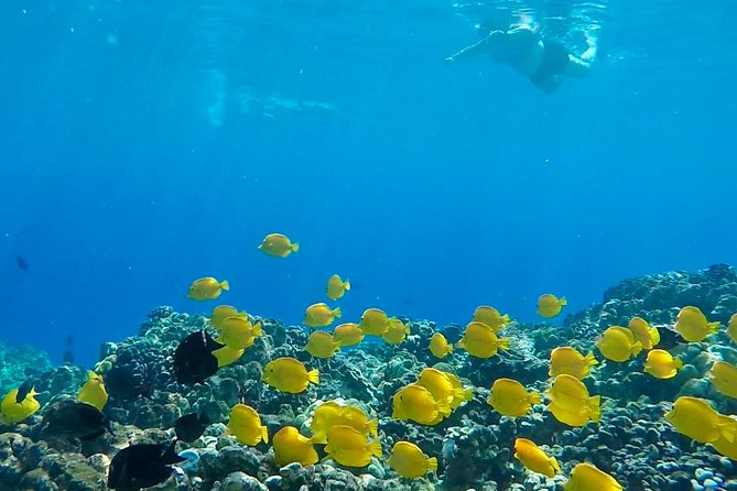 Small Group Snorkeling Expedition South Kona - Lunch, snacks, and what to pack