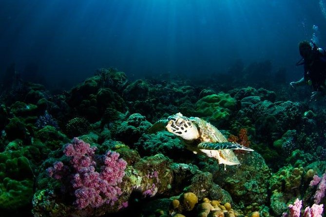 Small Group Snorkeling Expedition South Kona - Is the $200.27 price fair?
