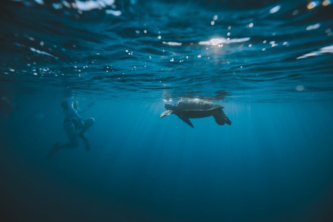 Small Group Turtle Canyon Snorkel in Waikiki (Boat Tour) - Respecting Turtles and Keeping the Encounter Safe