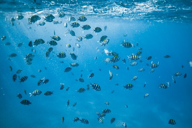 Small Group Turtle Canyon Snorkel in Waikiki (Boat Tour) - The Crowding Question at Turtle Canyon