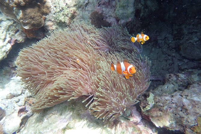 Snorkel Adventure Sea Tour to Koh Rok and Koh Haa from Koh Lanta - Why Koh Rok and Koh Haa make a good pair
