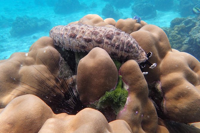 Snorkel Adventure Sea Tour to Koh Rok and Koh Haa from Koh Lanta - Guides, equipment, and the human touch