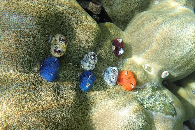 Snorkel Adventure Sea Tour to Koh Rok and Koh Haa from Koh Lanta - Who should book this Koh Lanta boat trip