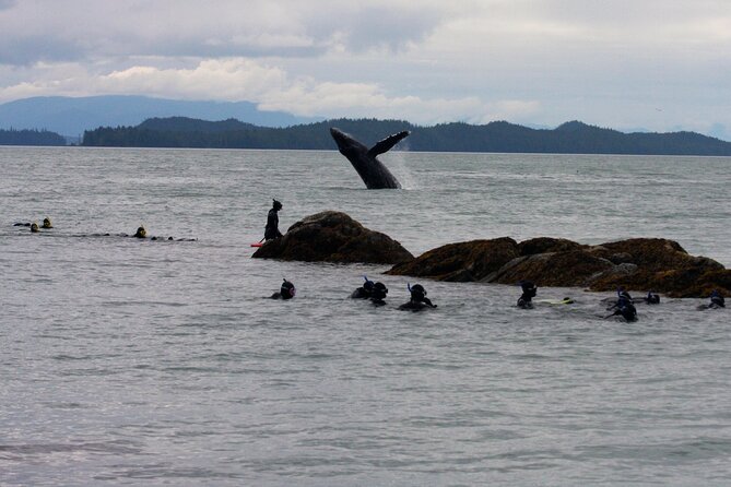 Snorkel Alaska - What you might see beneath the surface