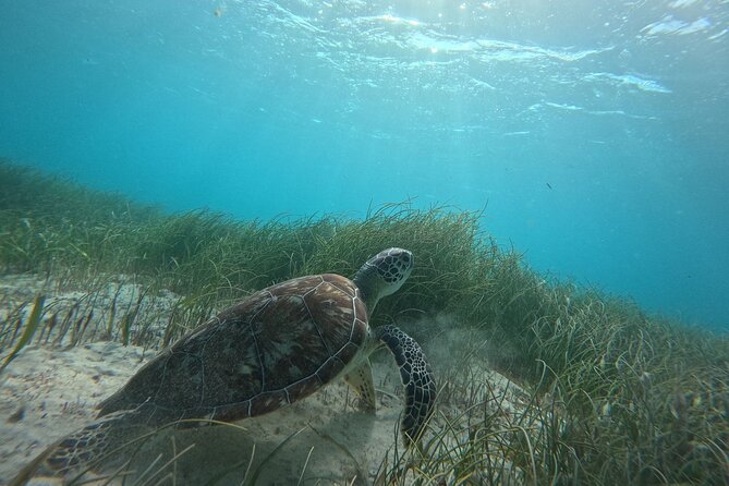 Snorkel at the Reef 2 HOURS Puerto Morelos National park - Puerto Morelos reef time, not a long boat excursion