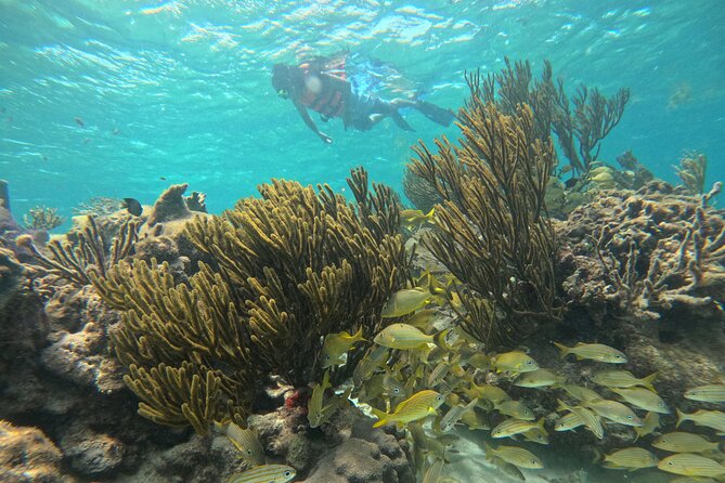 Snorkel at the Reef 2 HOURS Puerto Morelos National park - A relaxed trip with useful guide help