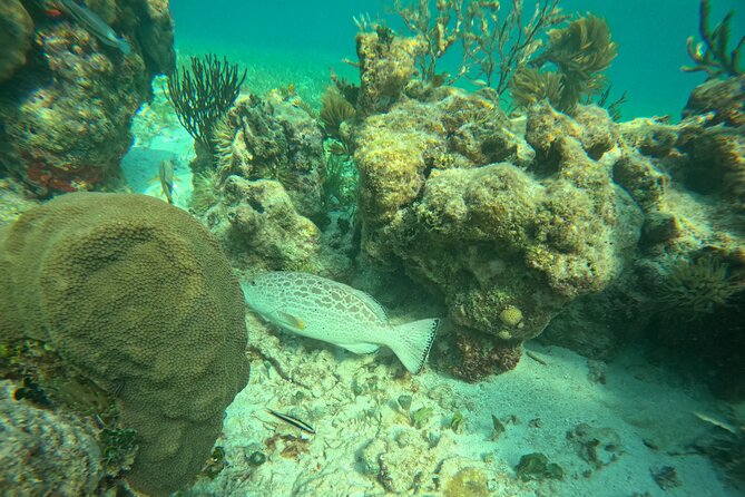 Snorkel at the Reef 2 HOURS Puerto Morelos National park - Why the $43.01 price can make sense