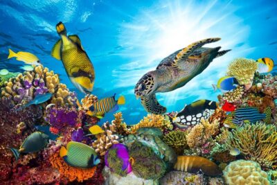 Snorkel Cat All Inclusive Adventure