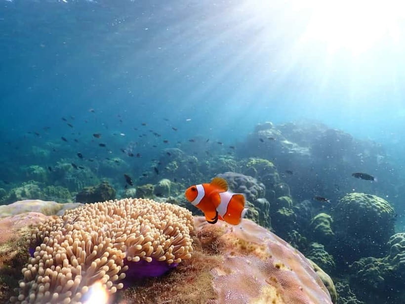 Snorkel & Chill: Nemo Island Trip from Pattaya - Is $41 a fair price?