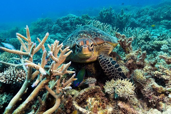 Snorkel & Dive the Reef: Sustainable, Scientific & Cultural Tour - Glass-bottom boats and the semi-submersible