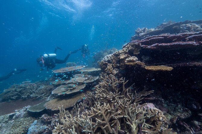 Snorkel & Dive the Reef: Sustainable, Scientific & Cultural Tour - Marine biology and cultural context add value