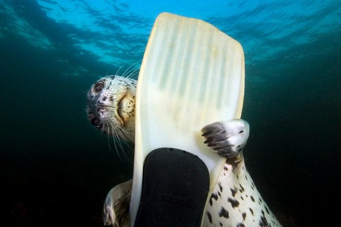 Snorkel, Kayak, and Seal Adventure: Vancouver Boat Tour - Key points to know before booking