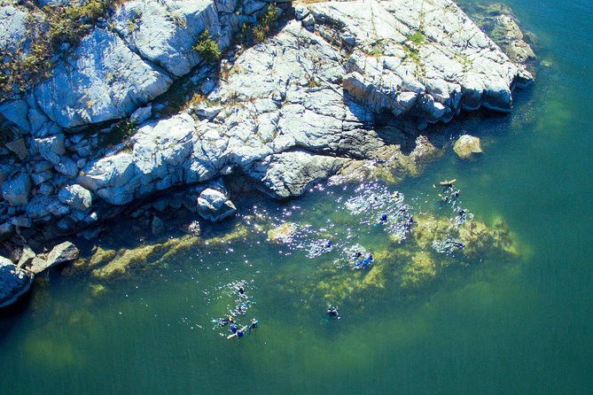 Snorkel, Kayak, and Seal Adventure: Vancouver Boat Tour - Snorkeling with seals, at a respectful distance