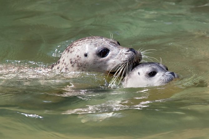 Snorkel, Kayak, and Seal Adventure: Vancouver Boat Tour - Kayaking around the rocks
