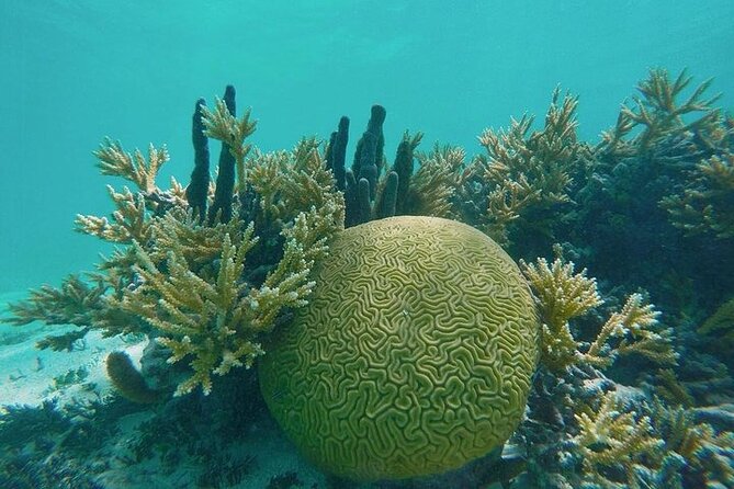 Snorkel - Lobster Lunch Cruise to Bird Island and Paradise Reef - Two snorkeling stops, with conditions that can change