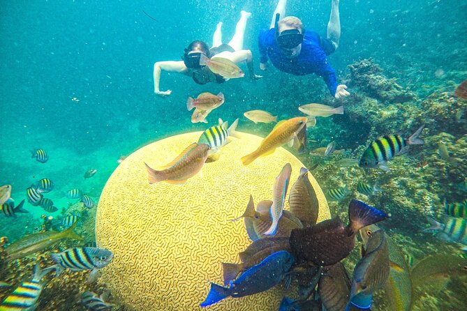 Snorkel Lovers for All Ages & Premium Seafood Lunch in Punta Cana - Why this Punta Cana snorkel cruise feels different