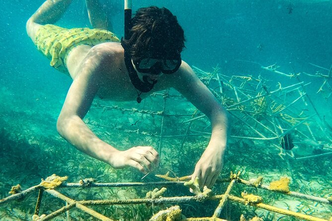 Snorkel Lovers for All Ages & Premium Seafood Lunch in Punta Cana - What you get for $114