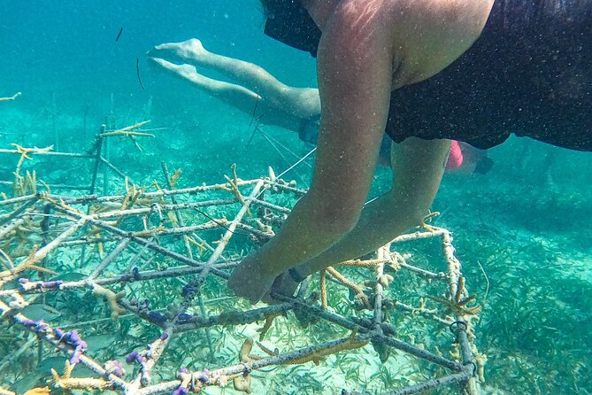 Snorkel Lovers for All Ages & Premium Seafood Lunch in Punta Cana - Who should book this snorkel tour