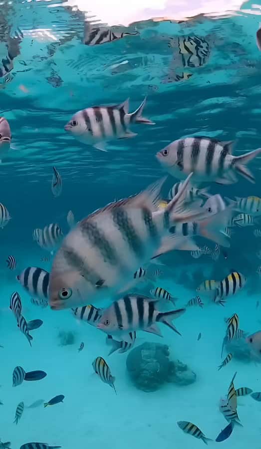 Snorkel Mnemba’s Reefs & Swim with Dolphins Adventure - Fruit, water, and the return to shore