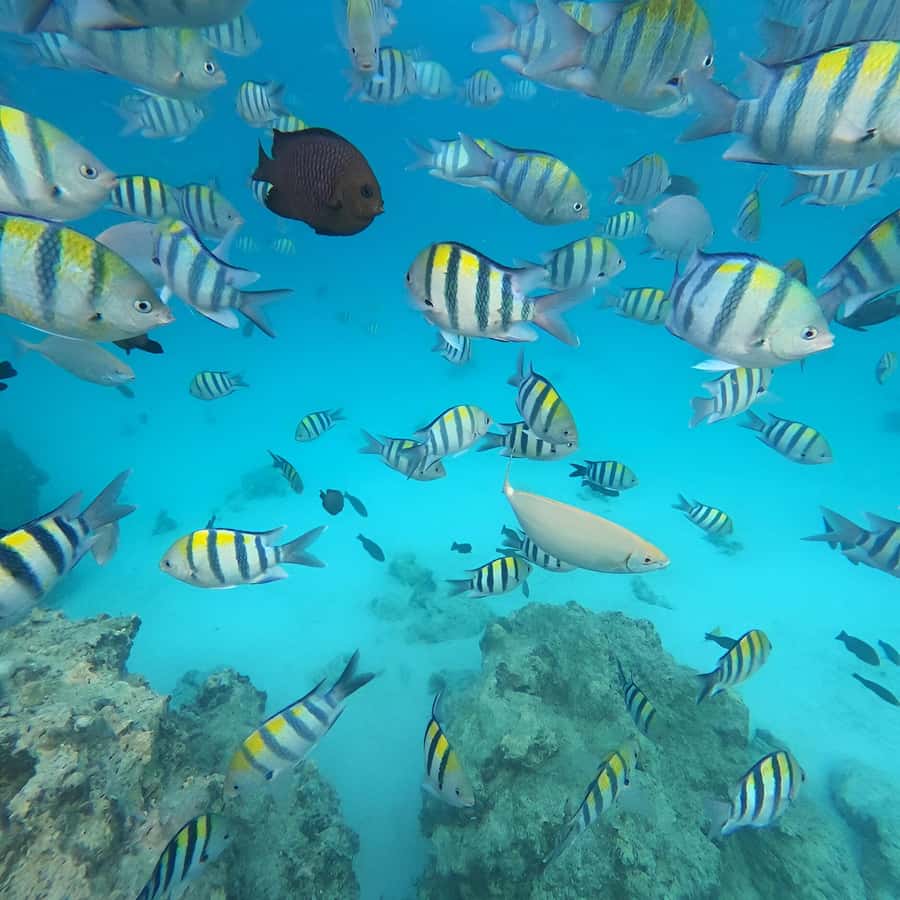 Snorkel Mnemba’s Reefs & Swim with Dolphins Adventure - Should you book the Mnemba snorkeling trip?