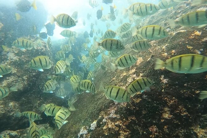Snorkel Privately in Cabo San Lucas - Equipment, comfort, and onboard extras