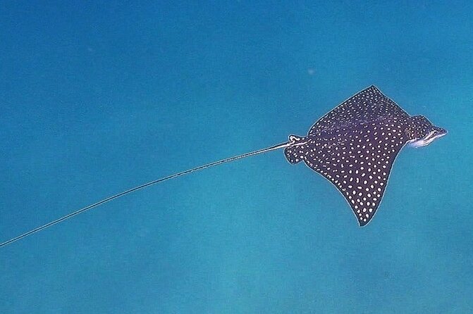 Snorkel Privately in Cabo San Lucas - Wildlife can turn a snorkel into a full marine outing