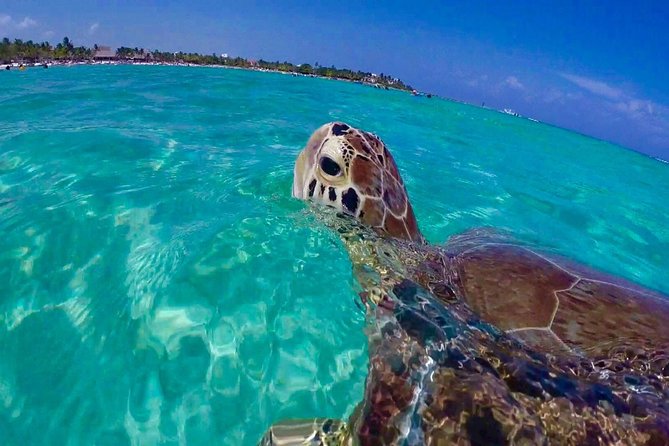 Snorkel St. John Tour from Sapphire and Margaritaville - Three St. John snorkel stops from a St. Thomas powerboat