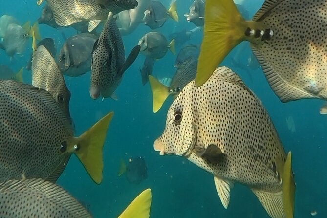 Snorkel & Sunset Sail in Cabo San Lucas - The sunset dinner is the strongest part