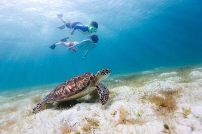 Snorkel & Swim with Turtles. Semi Private Tour to Buck Island & Honeymoon Beach