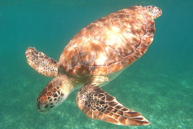 Snorkel Tour on the Costa Maya with experienced Guid - Key points to know before you book