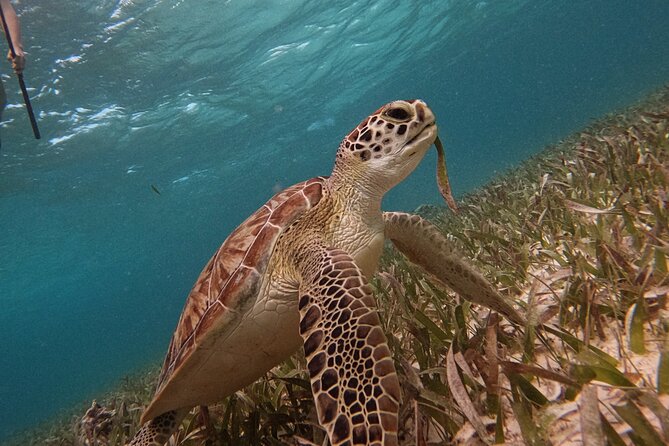 Snorkel Tour on the Costa Maya with experienced Guid - Equipment, photos, and beach time after snorkeling