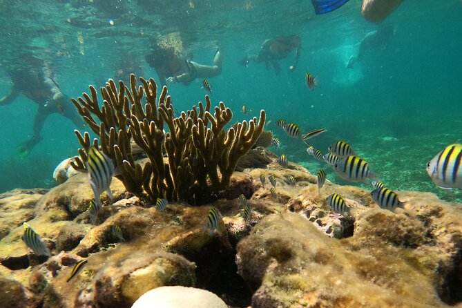 Snorkel Tour on the Costa Maya with experienced Guid - Is $36 a fair price in Costa Maya?