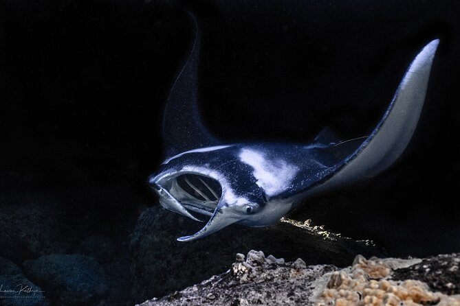 Snorkel With Giant Manta Rays In Kailua Kona - Key points to know before booking